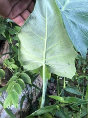 Xanthosoma robustum