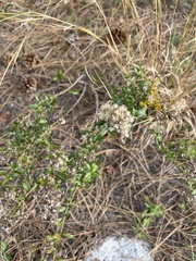 Solidago chapmanii