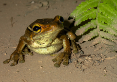 Trachycephalus mesophaeus