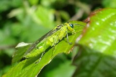Rhogogaster chlorosoma