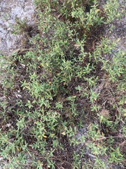 Crocanthemum corymbosum