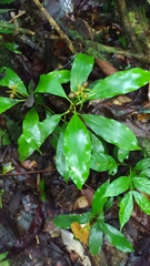 Carapichea ligularis