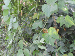 Mucuna pruriens