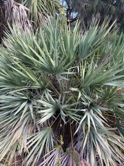 Serenoa repens