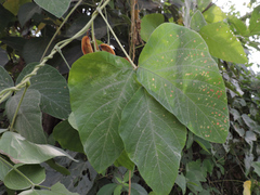 Mucuna pruriens