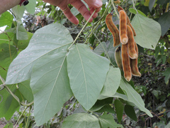 Mucuna pruriens