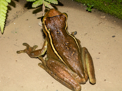 Trachycephalus mesophaeus