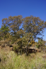 Heteropyxis natalensis