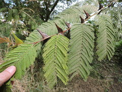 Vachellia pennatula