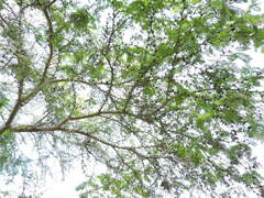 Vachellia pennatula