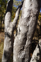 Heteropyxis natalensis