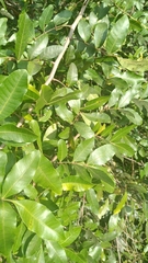 Carya floridana