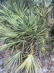 Serenoa repens