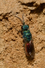 Chrysis ignita