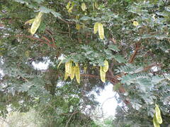 Albizia lebbeck