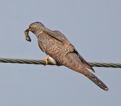 Cuculus canorus