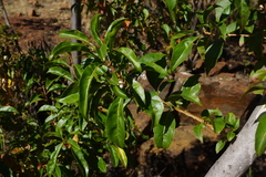 Heteropyxis natalensis