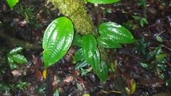 Adelobotrys adscendens