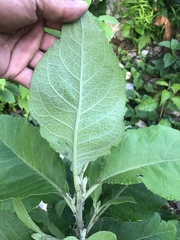 Pluchea carolinensis