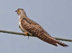 Cuculus canorus