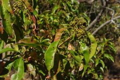 Heteropyxis natalensis