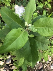 Pluchea carolinensis