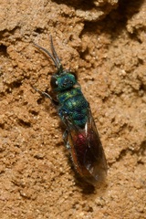 Chrysis ignita