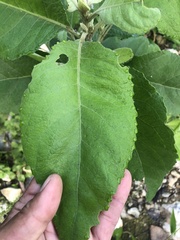 Pluchea carolinensis