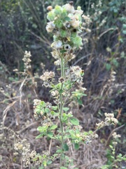 Sida cordifolia