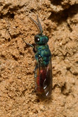 Chrysis ignita