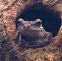 Osteocephalus taurinus