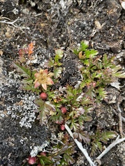 Rubus gunnianus