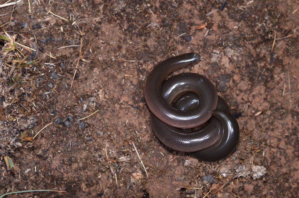 Zambezi Blind Snake