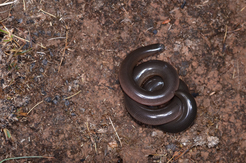 Zambezi Blind Snake