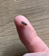 Arocatus melanocephalus