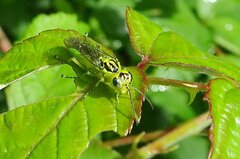 Rhogogaster chlorosoma