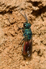 Chrysis ignita