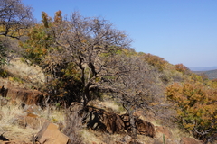 Commiphora