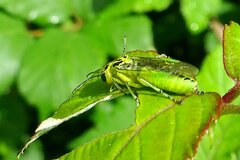Rhogogaster chlorosoma