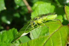 Rhogogaster chlorosoma
