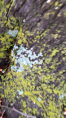 Chrysothrix candelaris