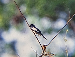 Copsychus mindanensis