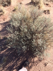 Artemisia bigelovii