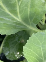 Brassica oleracea viridis