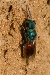 Chrysis ignita