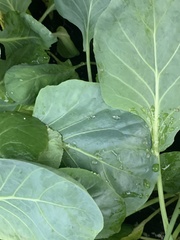 Brassica oleracea