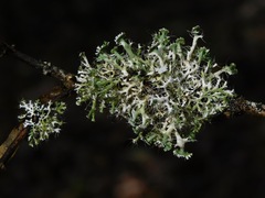 Heterodermia echinata