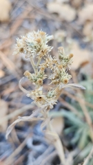Pseudognaphalium beneolens