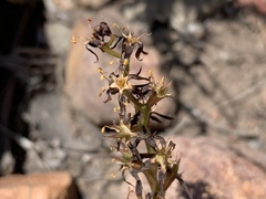 Wurmbea spicata