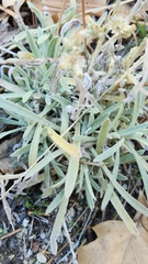 Pseudognaphalium beneolens